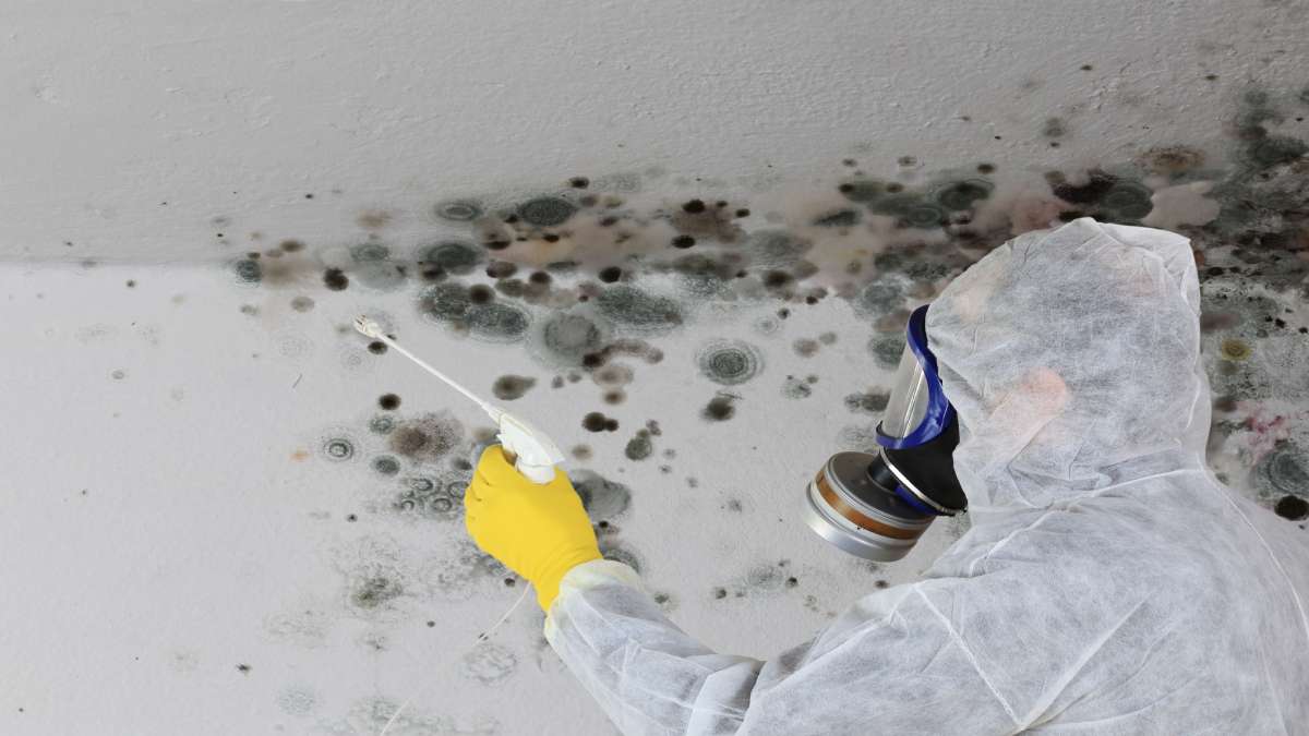 Een specialist die met een beschermend pak, handschoenen en een gezichtsmasker die zwarte schimmel probeert te verwijderen van het plafond.
